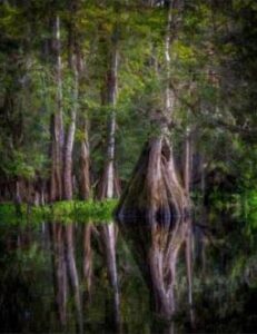 Majestic Cypress - Deep Creek