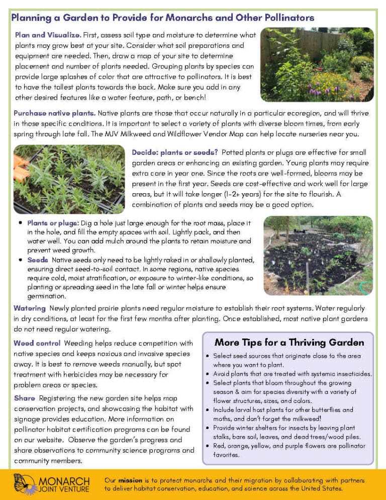 Gardening For Monarchs Flier, Page 2