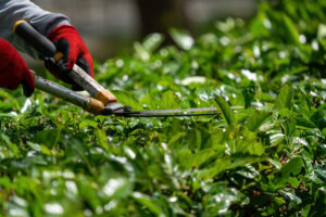 The gardener is moving the plant fences. Plant trimming operations