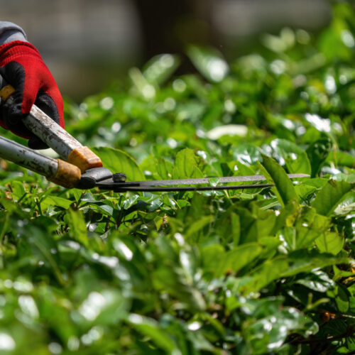 The gardener is moving the plant fences. Plant trimming operations